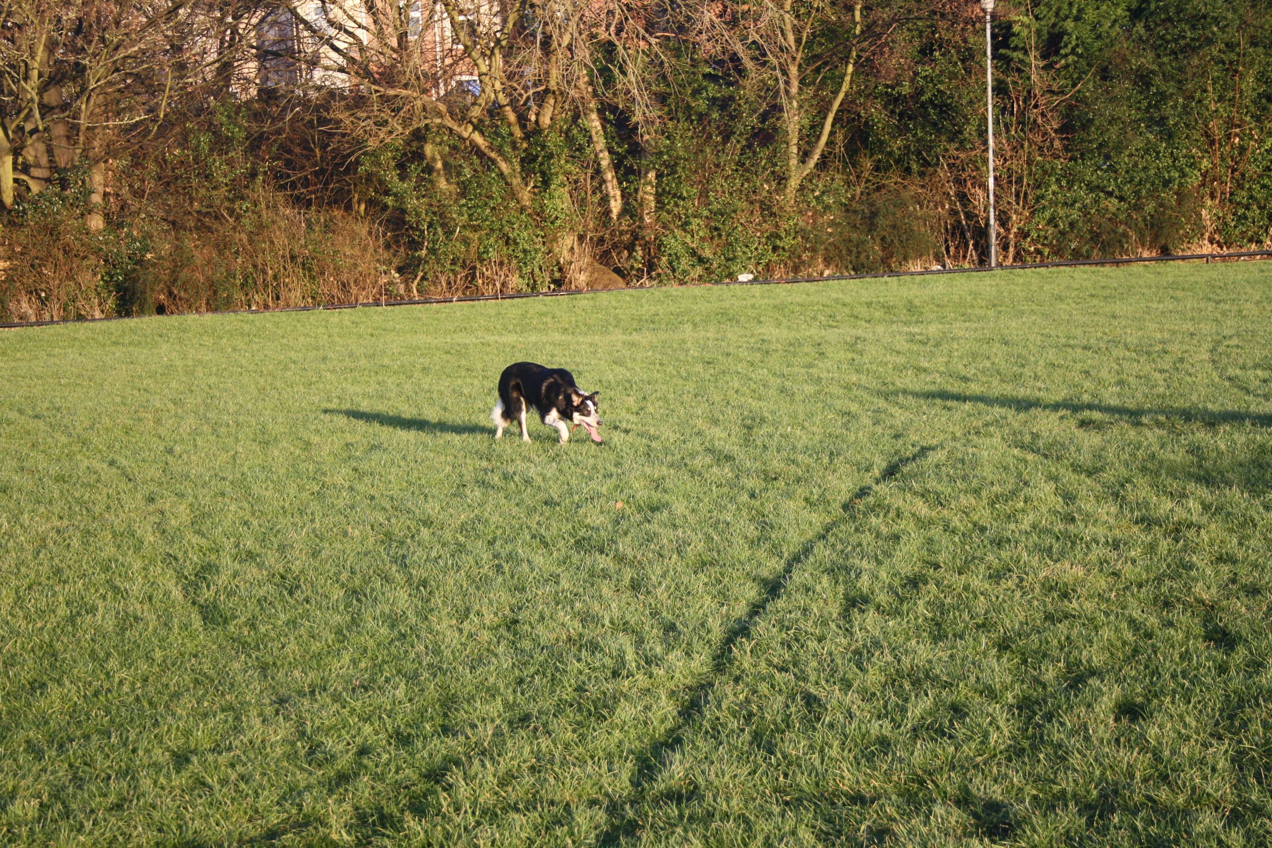 border collie pracujący 